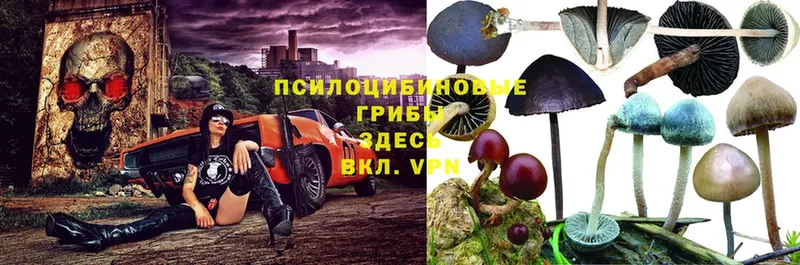 Псилоцибиновые грибы Psilocybe  гидра как зайти  Кириши 